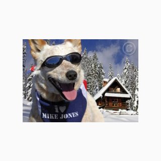 Dog in Ski Resort