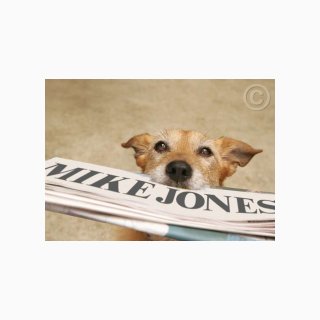 Dog Brings Newspaper