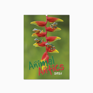 100215-animal-antics-wall-calendar-cover-wiro.png