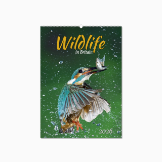 NWP324-wildlife-in-britain-wall-calendar-cover-wiro.png